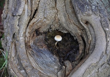 tree-3413157_1280 – Yoga vita e Salute
